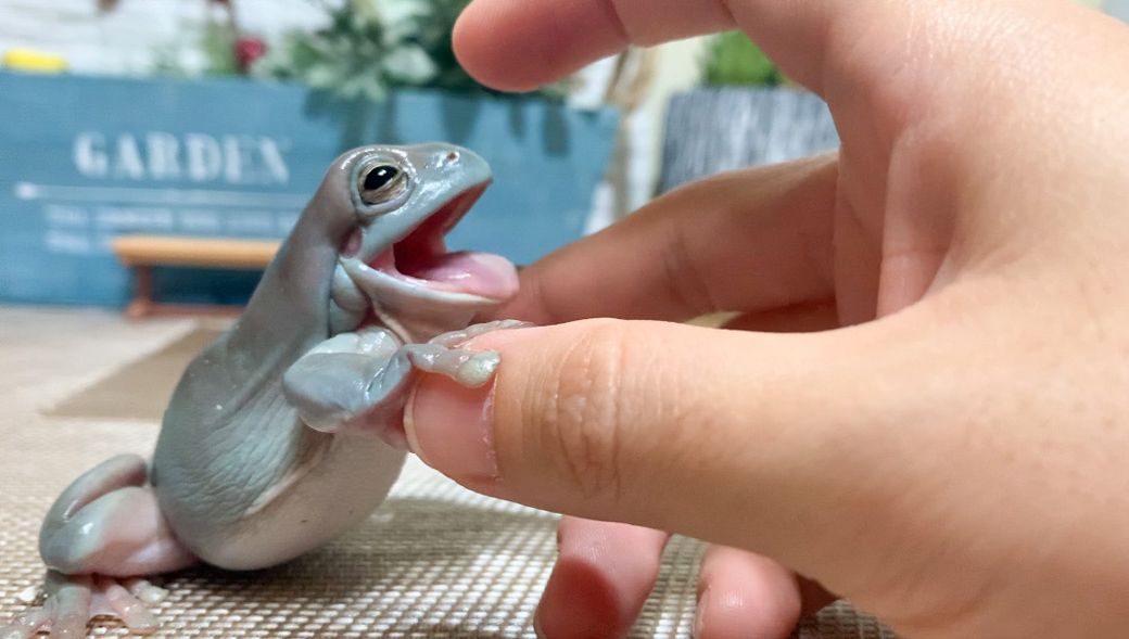 （写真提供：ぴよさん）