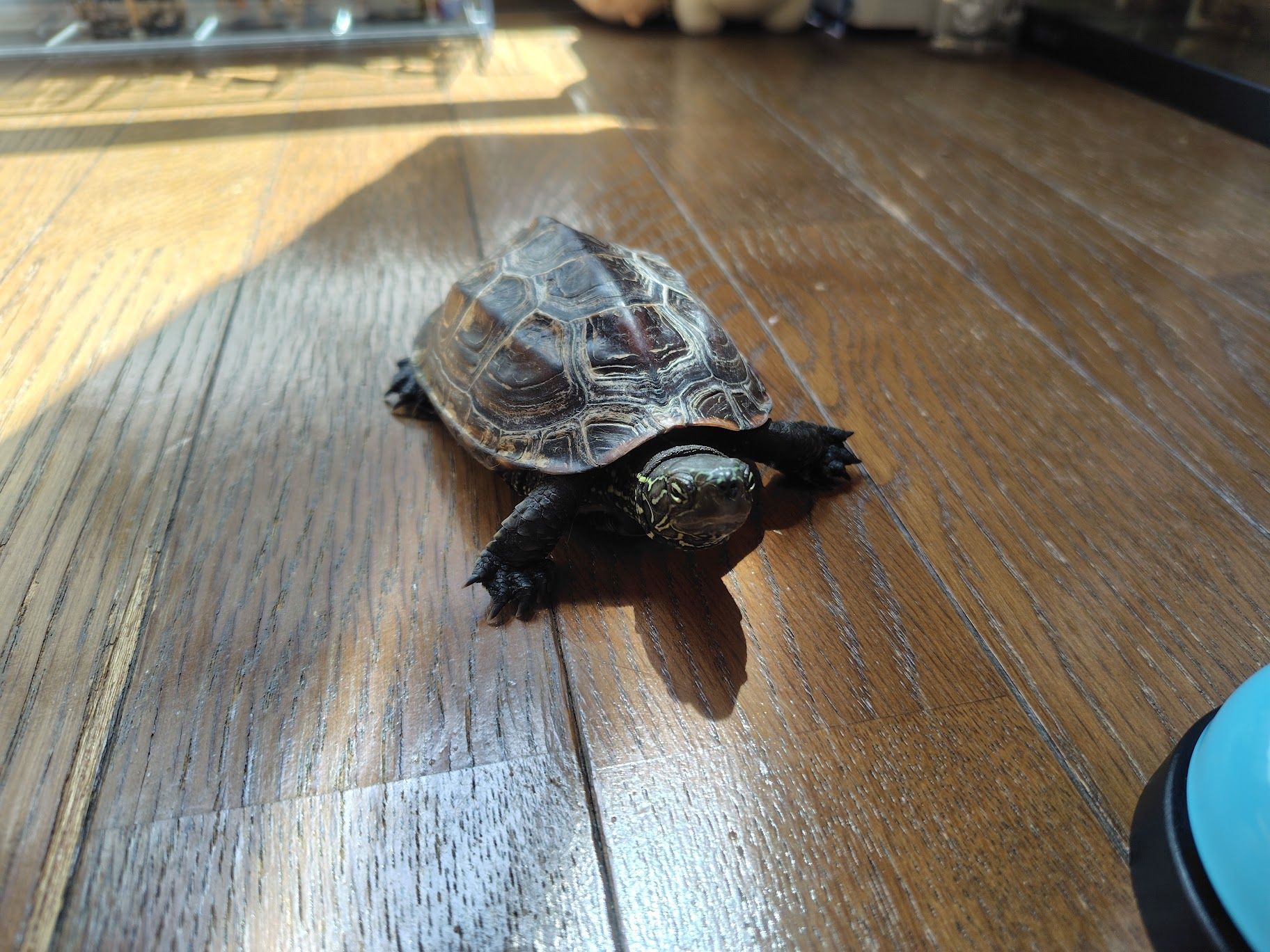 爬虫類が苦手なあめちさん。最初は軍曹くんが怖かったという（写真提供：あめちさん）