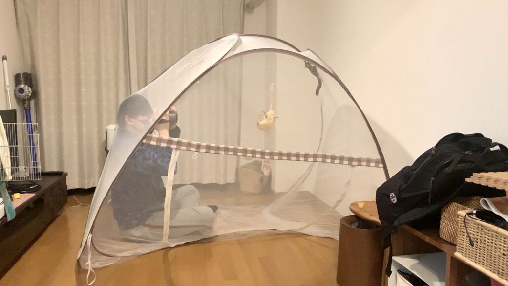 フクモモは小さいので、ワンルームでも見失うことも。蚊帳を張ってその中で遊べば、遠くに行かないうえに、一対一の関係を築きやすい（写真提供：ひろさん）