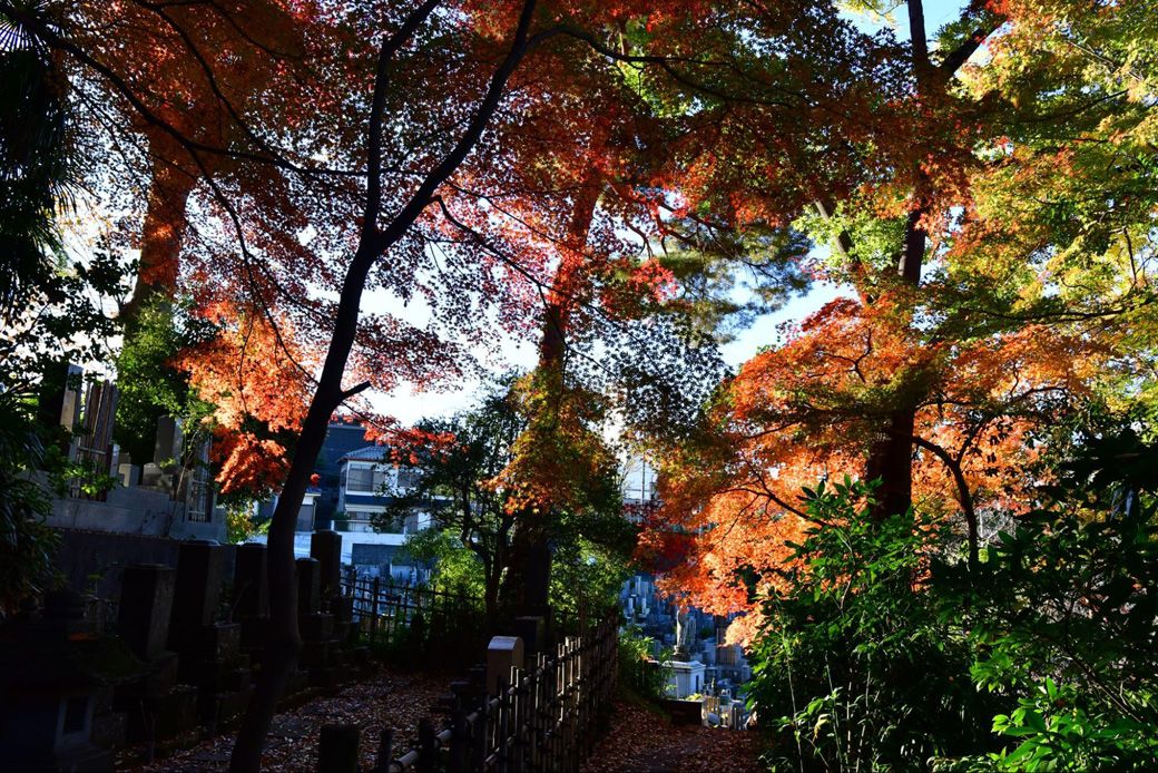 紅葉が身近に感じられる街に住むのは贅沢だ（筆者撮影） 