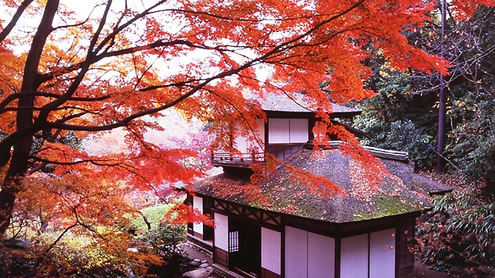 Autumn Leaves In Tokyo