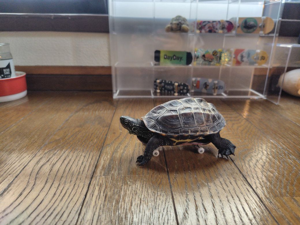 スケボー亀（写真提供：あめちさん）