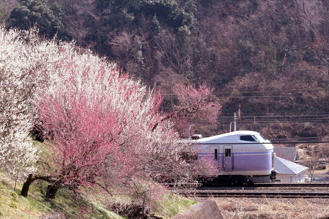 高尾の梅林と「スーパーあずさ」（撮影：南正時）