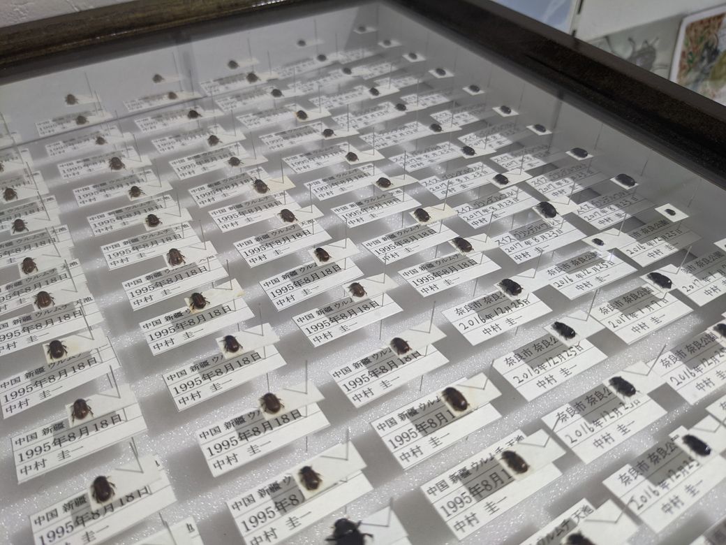 標本箱には、採集された標本とともに採集した年月日と採集場所が詳細に記録されている（写真：著者撮影）