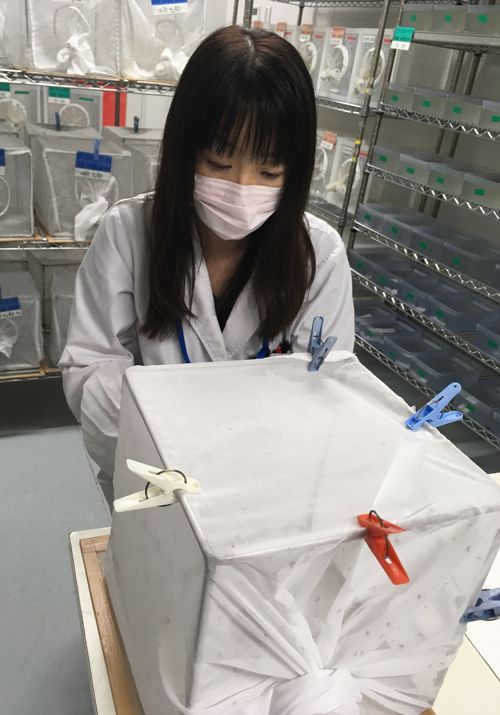 蚊の飼育の様子（画像提供：有吉立さん）