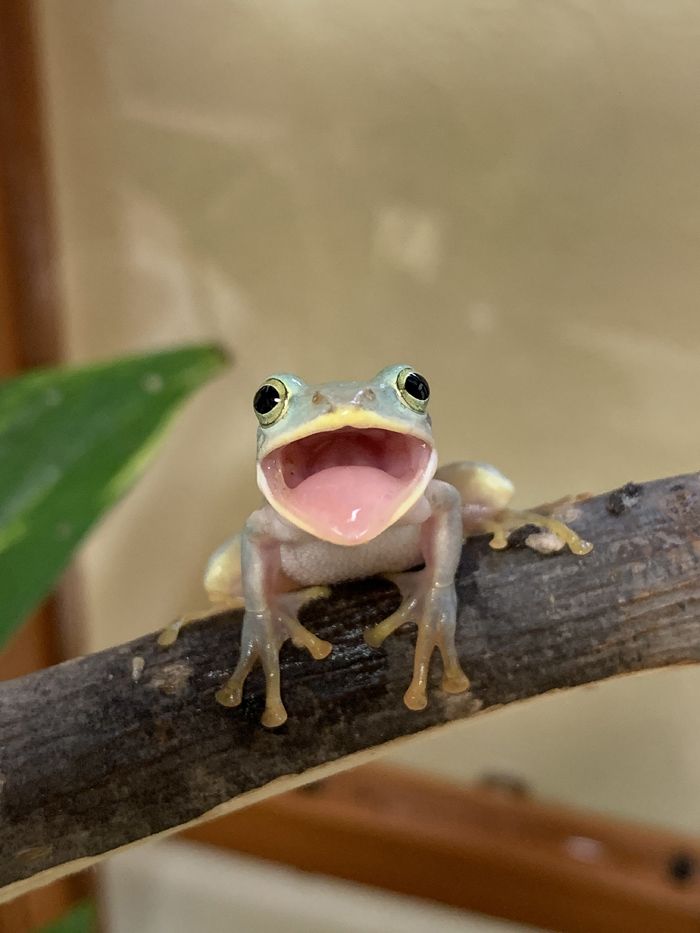 口を開けている写真が多いのは、食事の時間に撮影しているから（写真提供：ぴよさん）