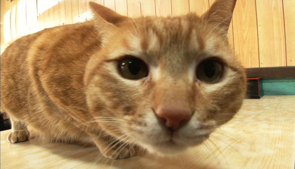 日本人が飼い猫につけたがる あの名前 ペット 東洋経済オンライン 経済ニュースの新基準