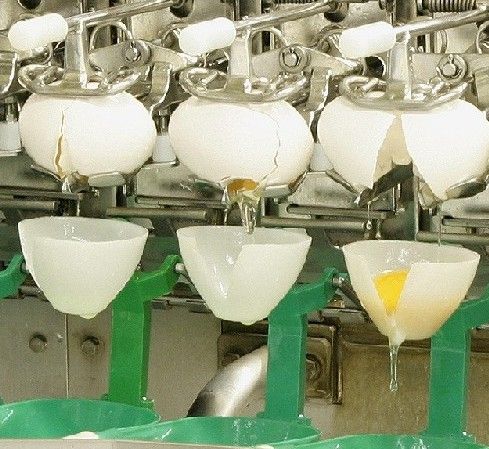 卵の白身と黄身を自動で分ける(写真:キユーピー株式会社提供)