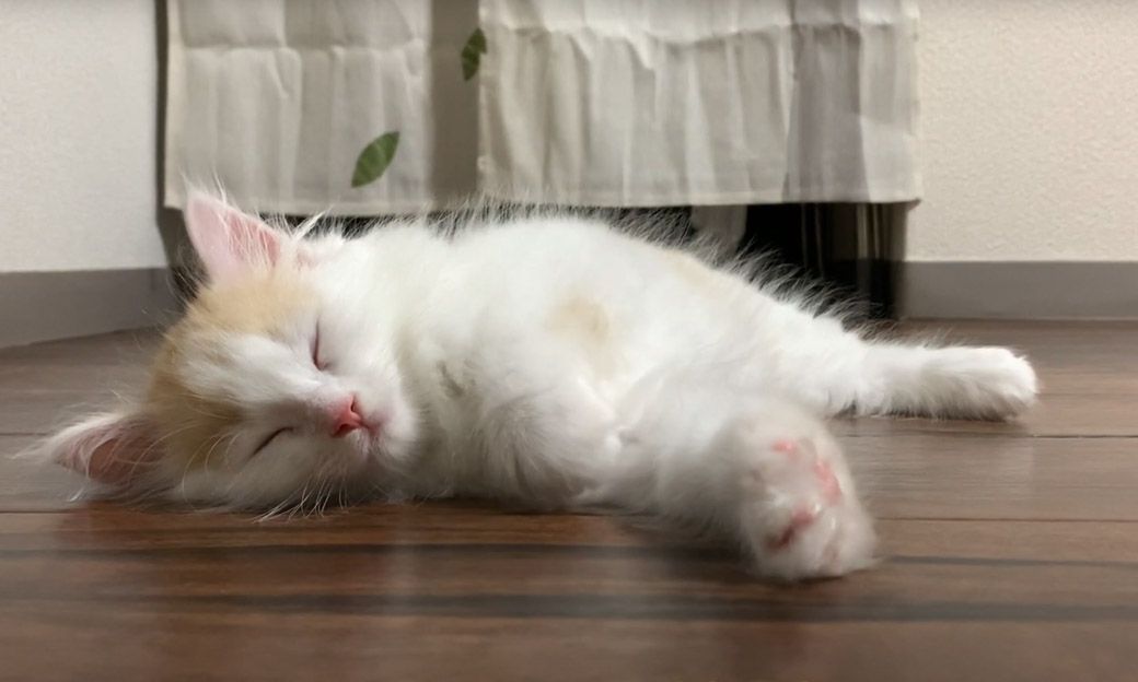 ウサギのぽぽちゃんとふすま一枚挟んで暮らしていた猫のぴーと君。おっとりした気質の穏やかな猫に成長した（写真提供：やすさん）