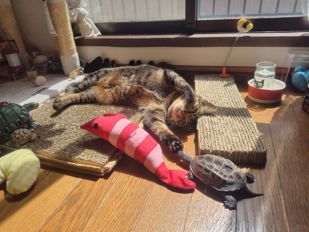 小雪ちゃんの手に頭をフリフリして求愛ダンスをする軍曹くん（写真提供：あめちさん）