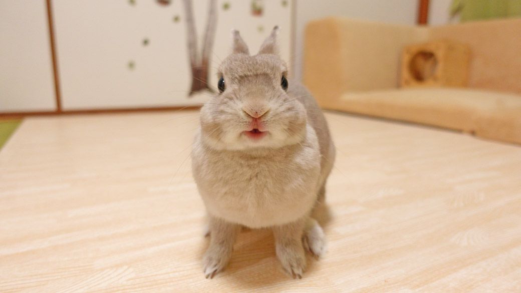 やすさんが出会った、ネザーランドドワーフ(写真:やすさん提供)