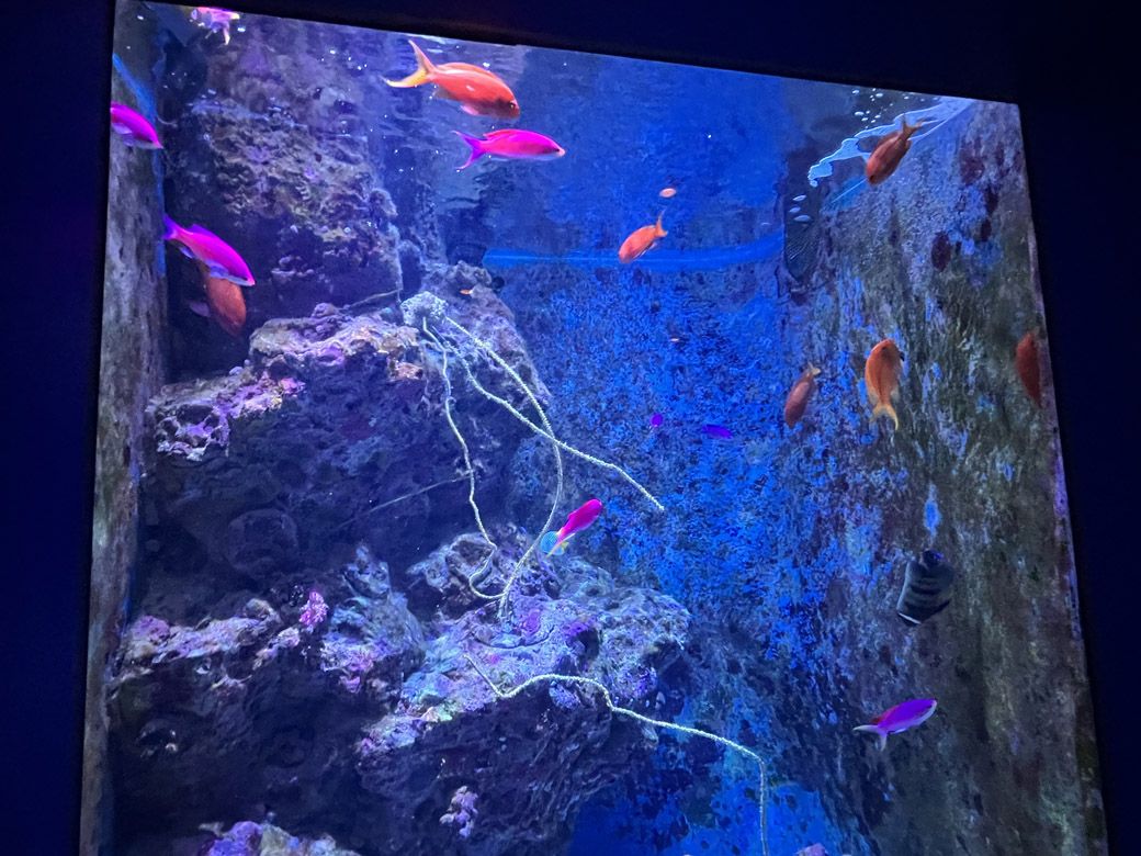 色鮮やかな美しい魚にうっとりする（編集部撮影）