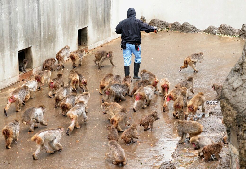 市川市動植物園　パンチくん
