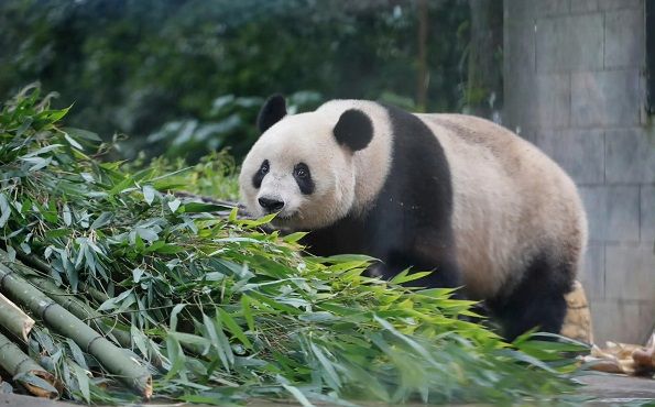 中国ジャイアントパンダ保護研究センター雅安碧峰峡基地で公開されたシャンシャン（写真：同センターのweiboより引用）