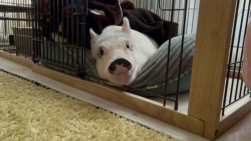 おもちくんのお迎えセット。ケージやソファは大型犬用（写真提供：しおりさん）