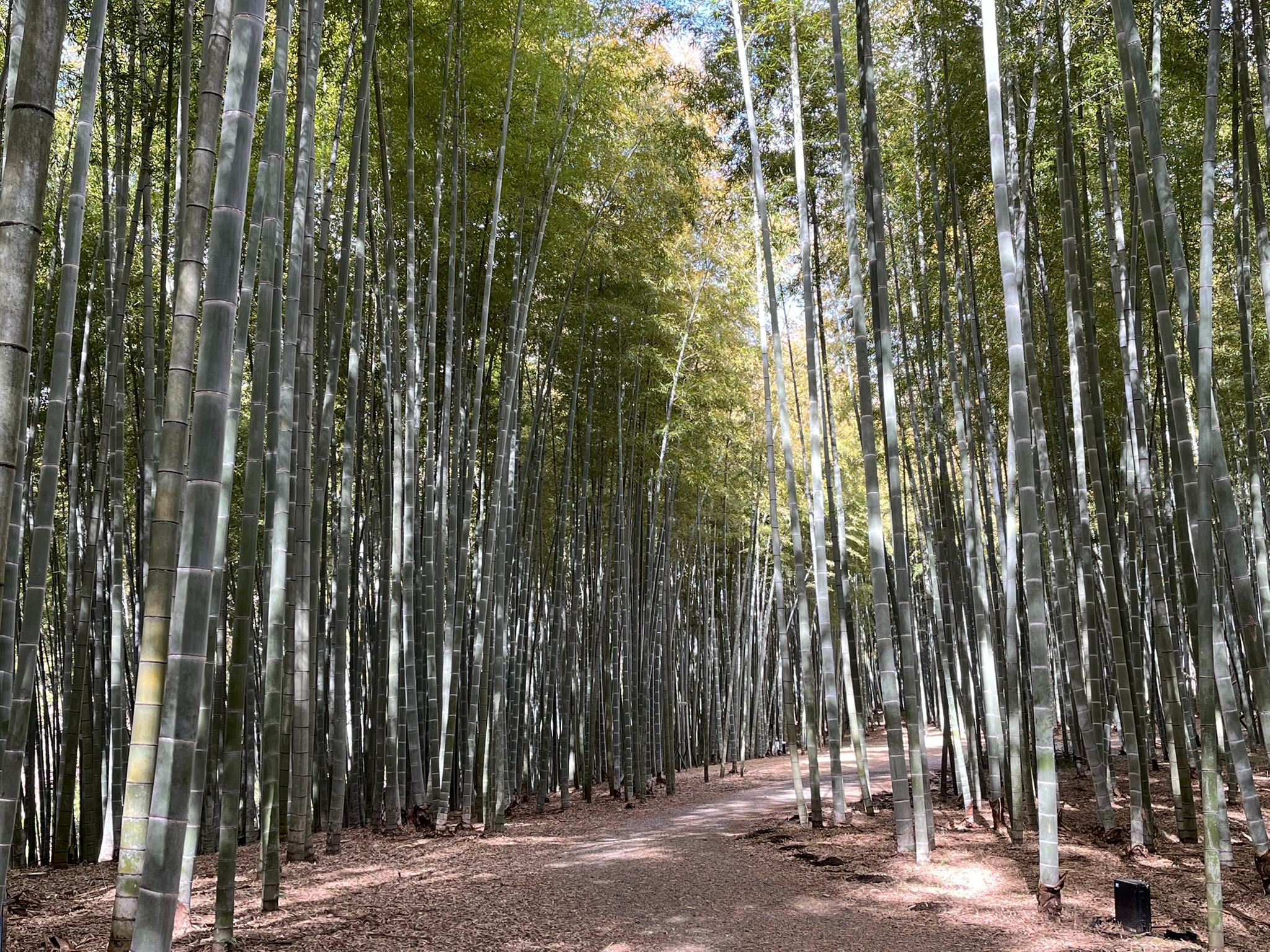 若竹の杜 若山農場