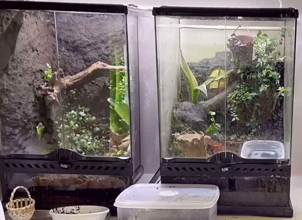 樹上性のカエルの水槽。基本は土で、高さを出すために観葉植物を配置し、水の入った器を置く（写真提供：ぴよさん）