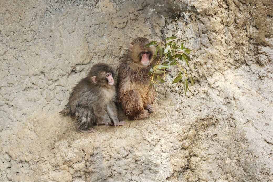市川市動植物園　パンチくん