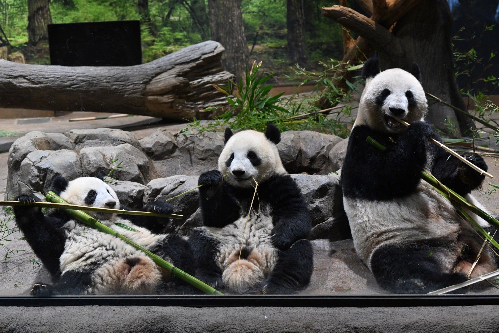 レイレイ、シャオシャオ、シンシン。2022年10月23日撮影（写真：高氏さん提供）