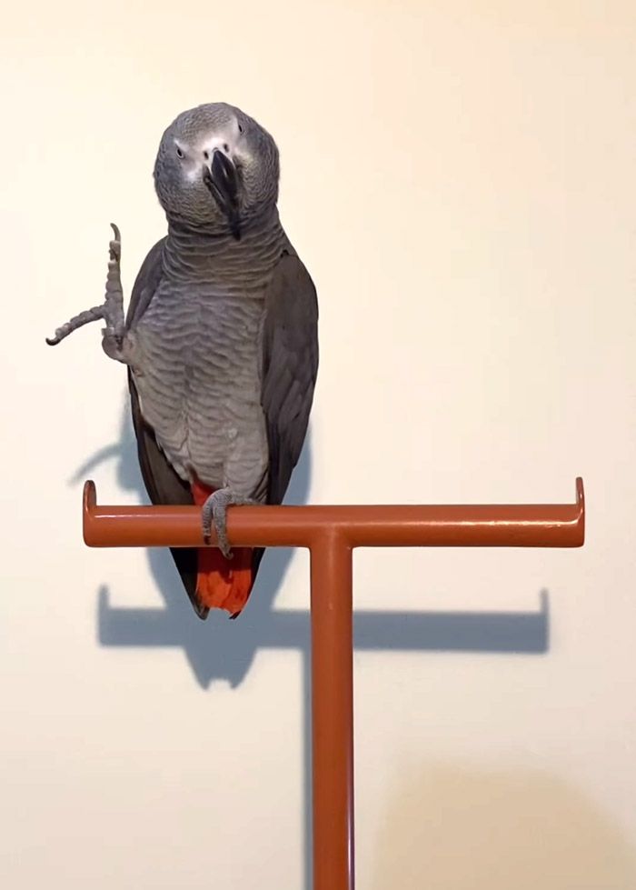 足で頭をつついて「アタマ、タッチ」と叫ぶキクノスケくん（写真提供：カマタさん）