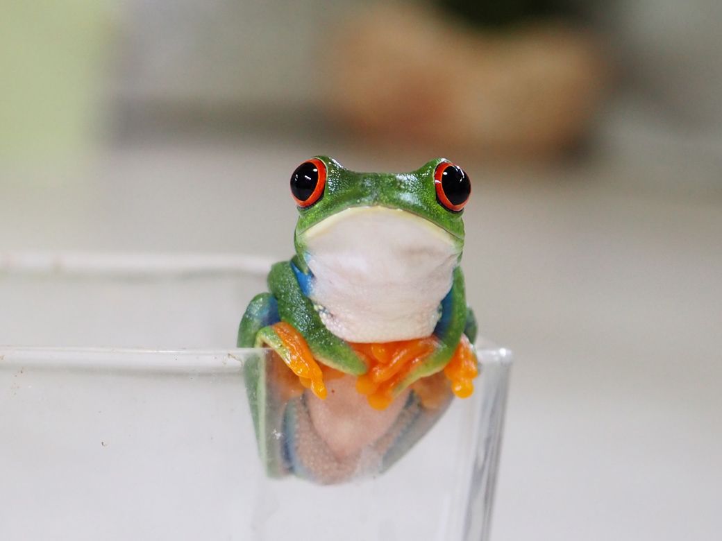 アカメアマガエルのルビーは、エサをよく食べる子（写真提供：ぴよさん）