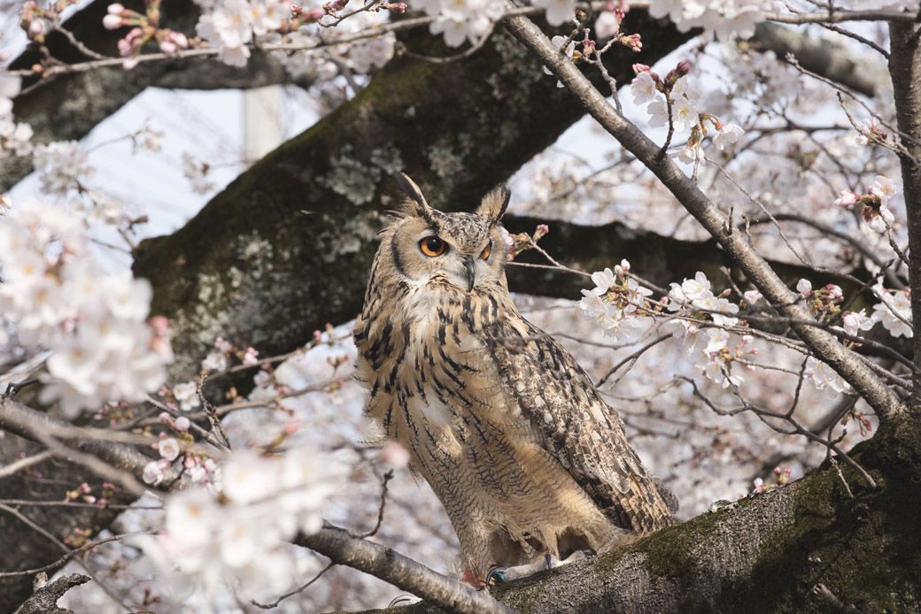 春、桜の咲く季節のガルー（写真提供：ゲンさん）