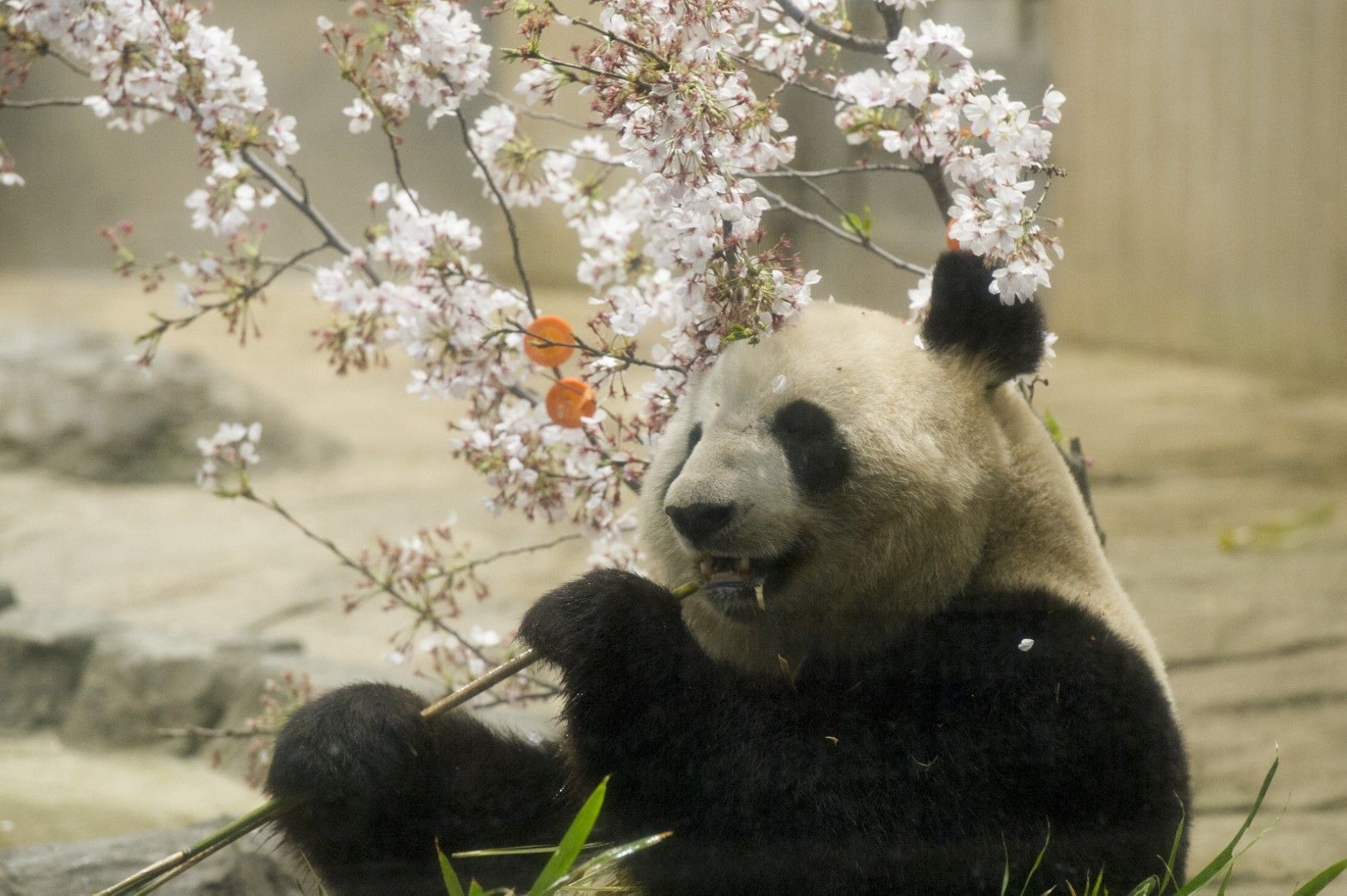 シンシン。2013年3月30日撮影（写真：高氏さん提供）