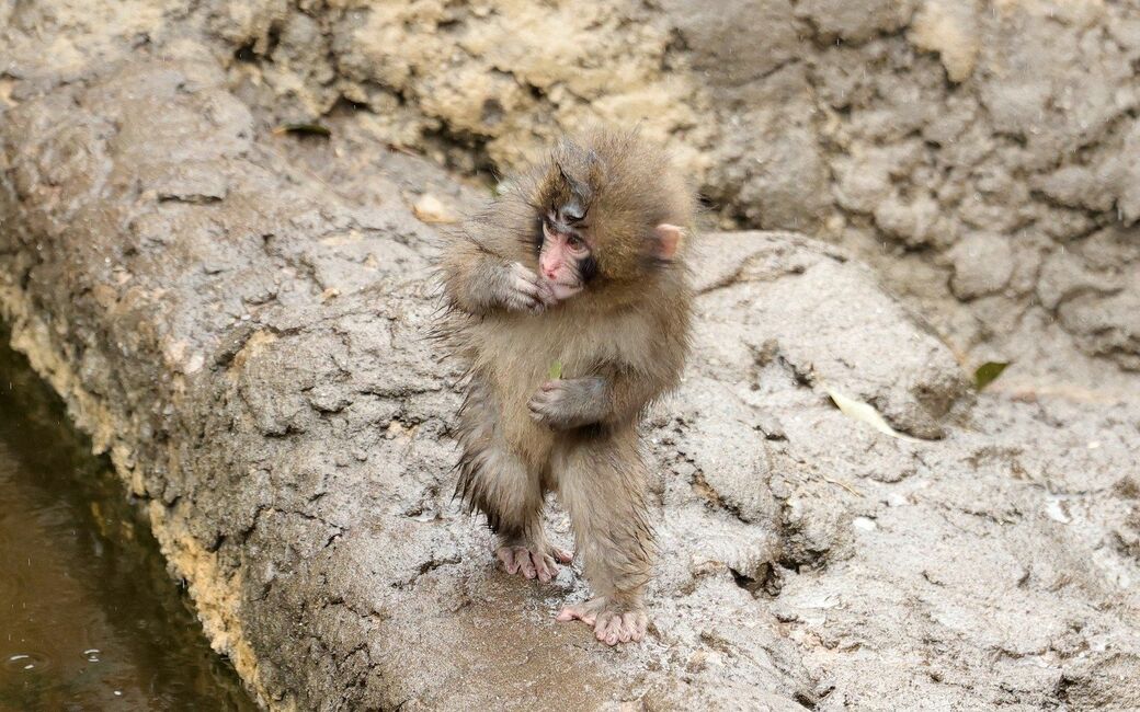 市川市動植物園　パンチくん