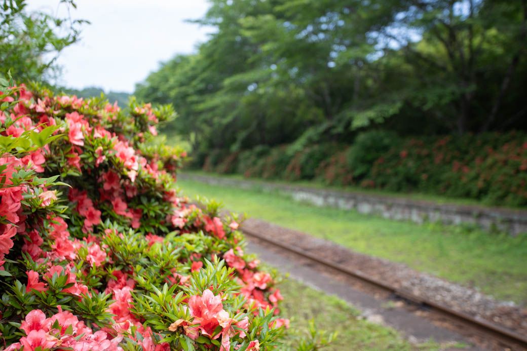 6月にはツツジが咲いていた（写真：筆者撮影）