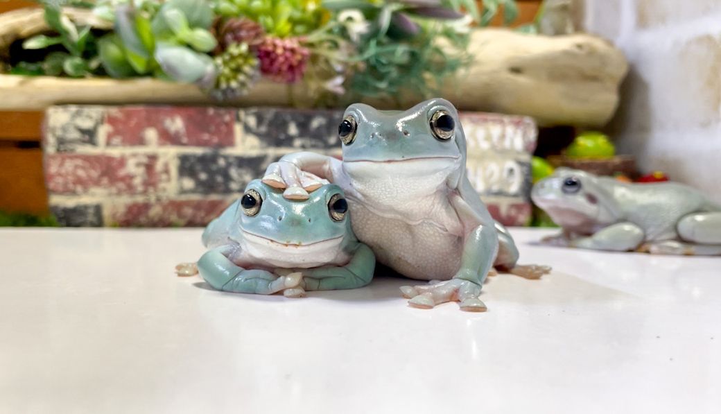 イエアメガエルは、オーストラリアやインドネシアなどに生息する大型のカエル（写真提供：ぴよさん）