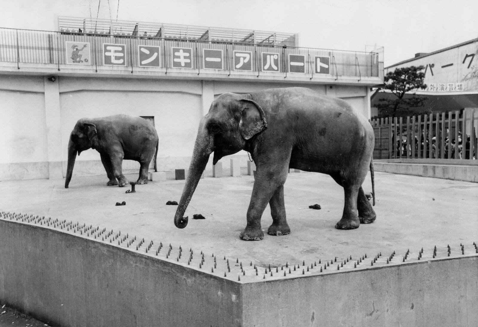 阪神パークのゾウ＝1975年（出典：にしのみやデジタルアーカイブ）