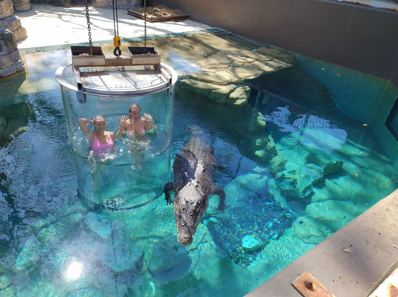 画像 | 巨大ワニの水槽に潜入､スリル満点｢死の檻｣体験 ダーウィンのワニ・爬虫類動物園はすごかった | 旅行 | 東洋経済オンライン