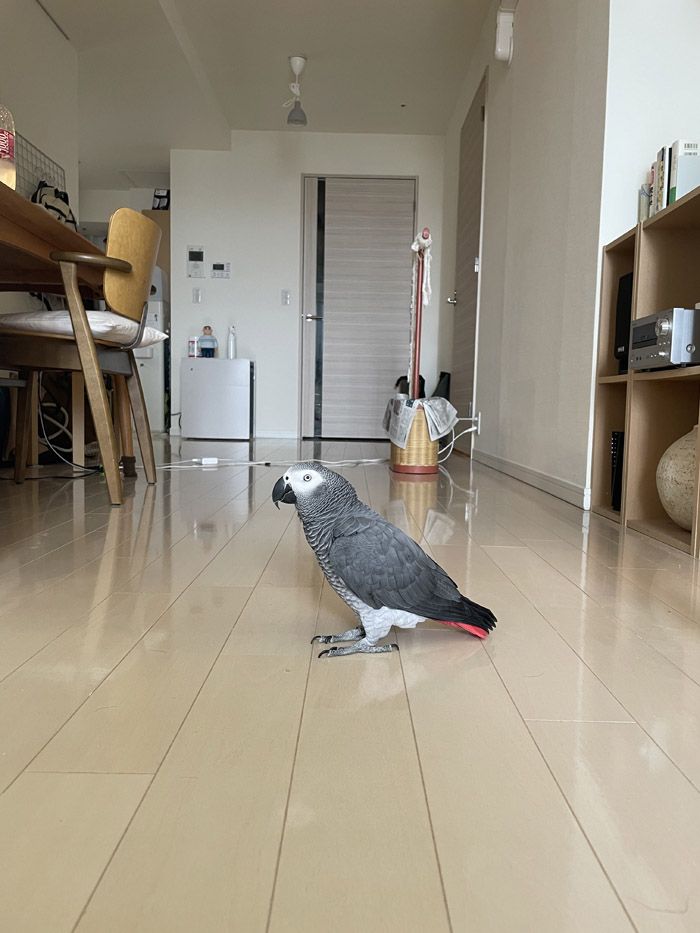 フンをいつでも片づけられるように、床にカーペットは敷いていない（写真提供：カマタさん）