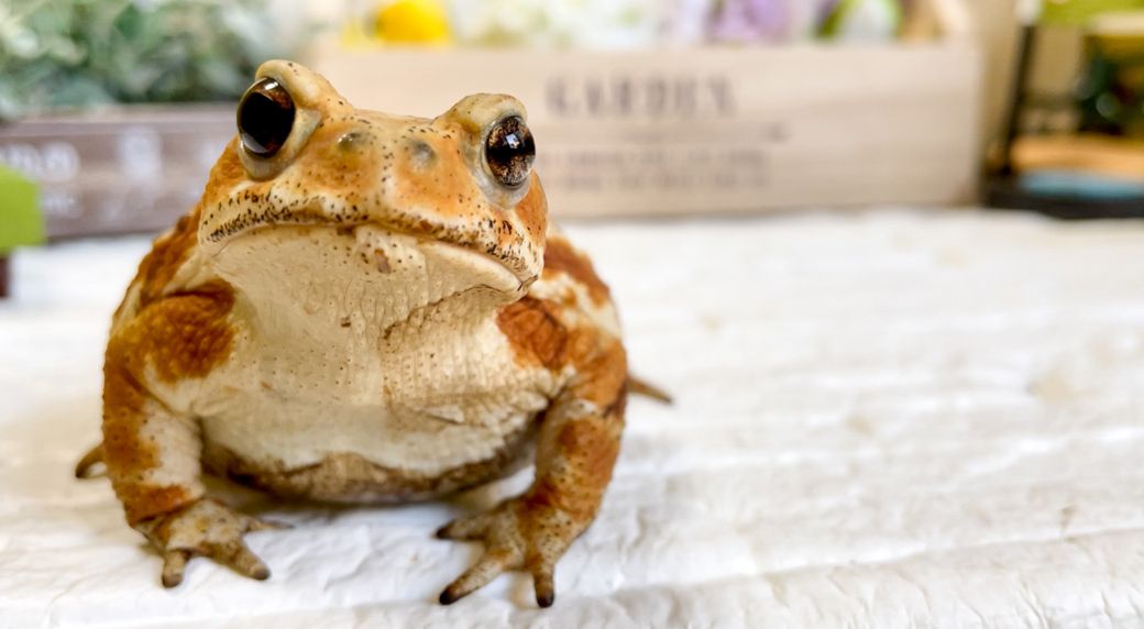 （写真提供：ぴよさん）