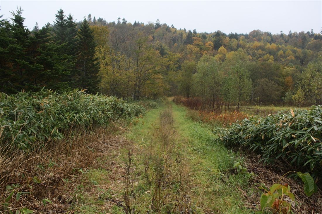 道道120号から分岐して北見大曲駅の旧予定地につながる道。これでも「駅前通り」だ（筆者撮影）
