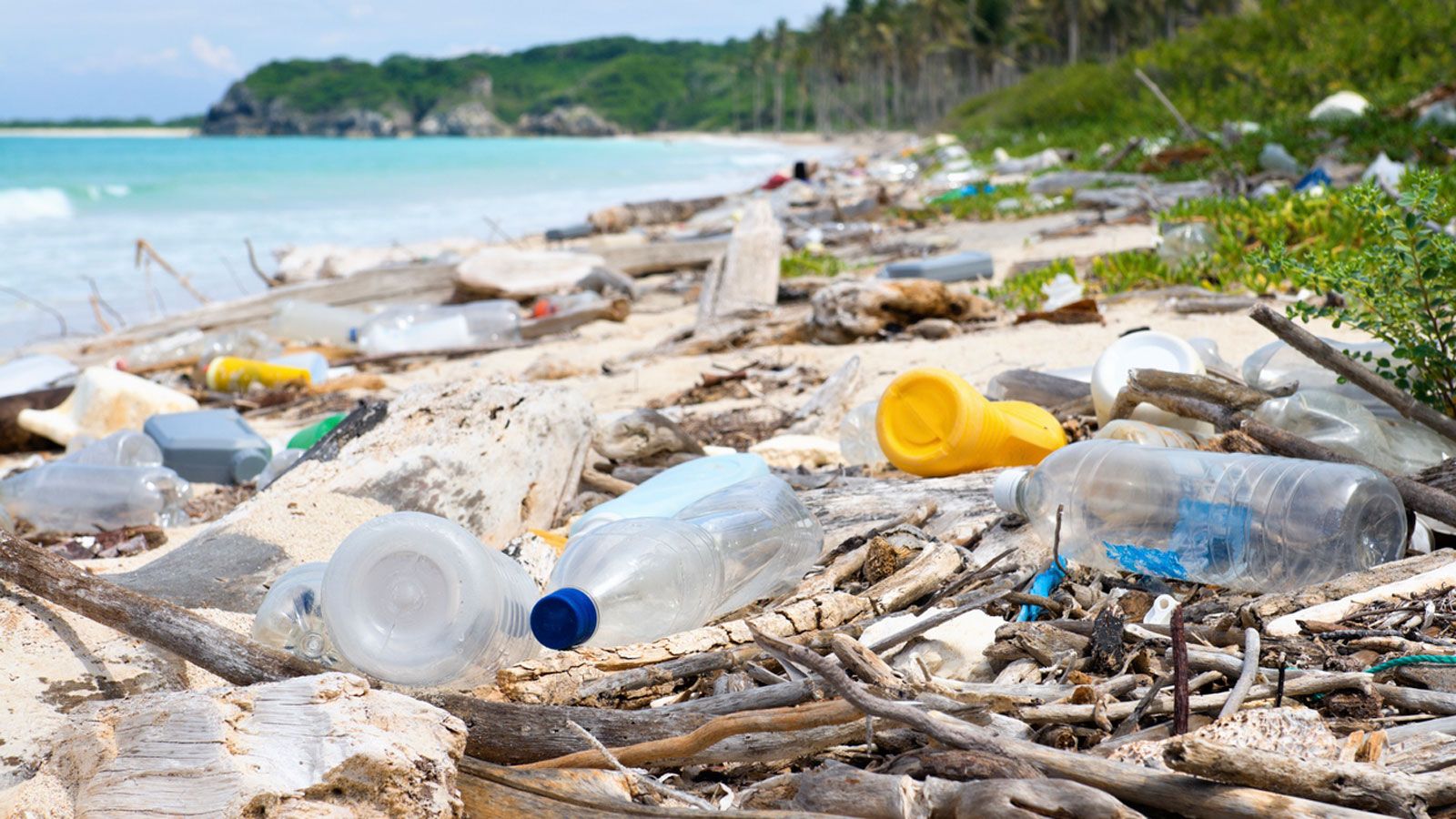 海に漂う｢プラスチックごみ｣の深刻すぎる影響 生物の体内にも蓄積､使用量削減の必要性 | 政策 | 東洋経済オンライン