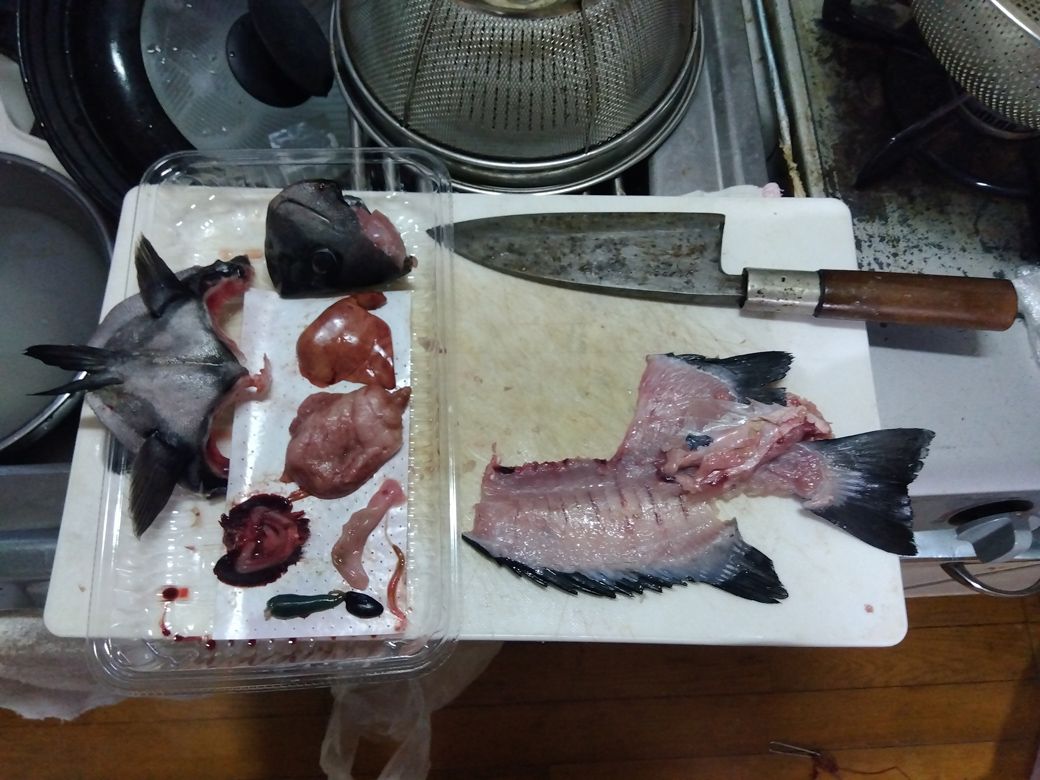 石鯛も自宅で捌く（写真：中山さん提供）