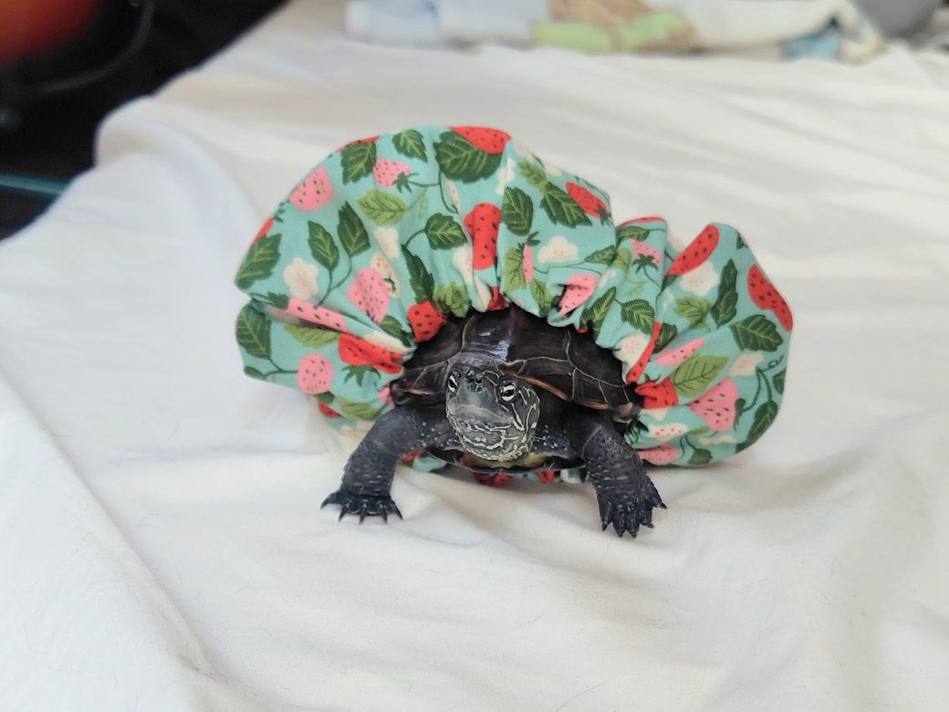 顔がケロロ軍曹？（写真提供：あめちさん）