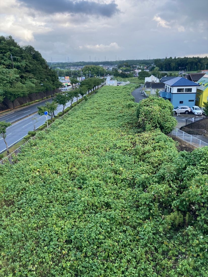 線路が途切れても緑に覆われた敷地はしばらく続く（筆者撮影）