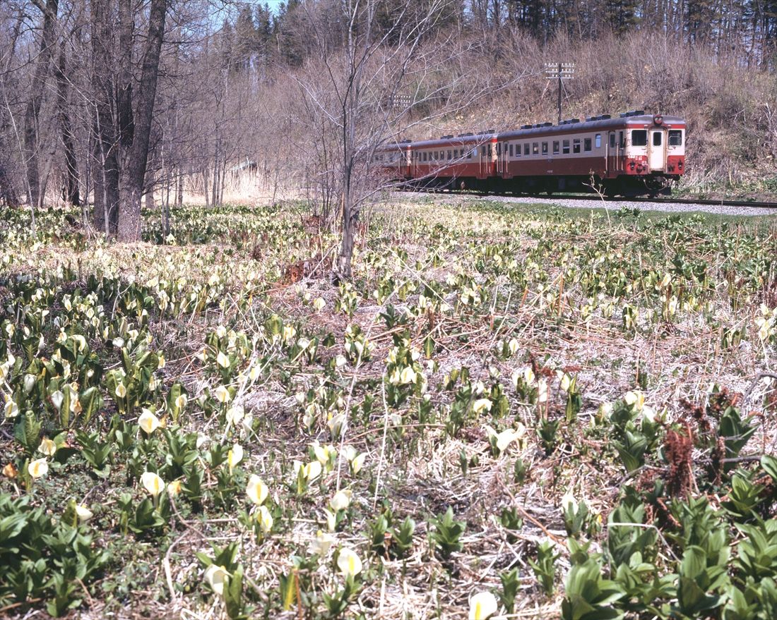 国鉄時代、春の石北本線呼人付近を走る気動車（撮影：南正時）