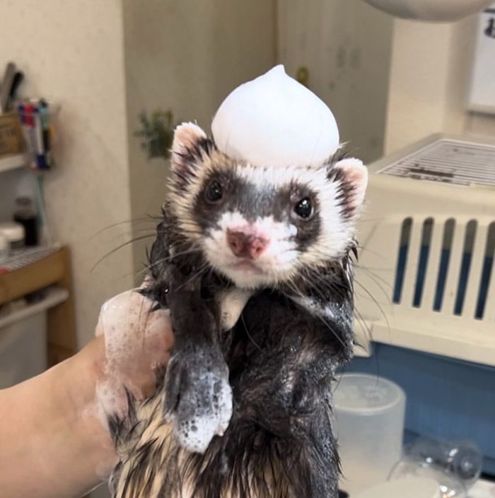 月に1回は、トリミングサロンでシャンプーと耳かき、爪切りをしてもらっている（写真提供：フェレットワールド）
