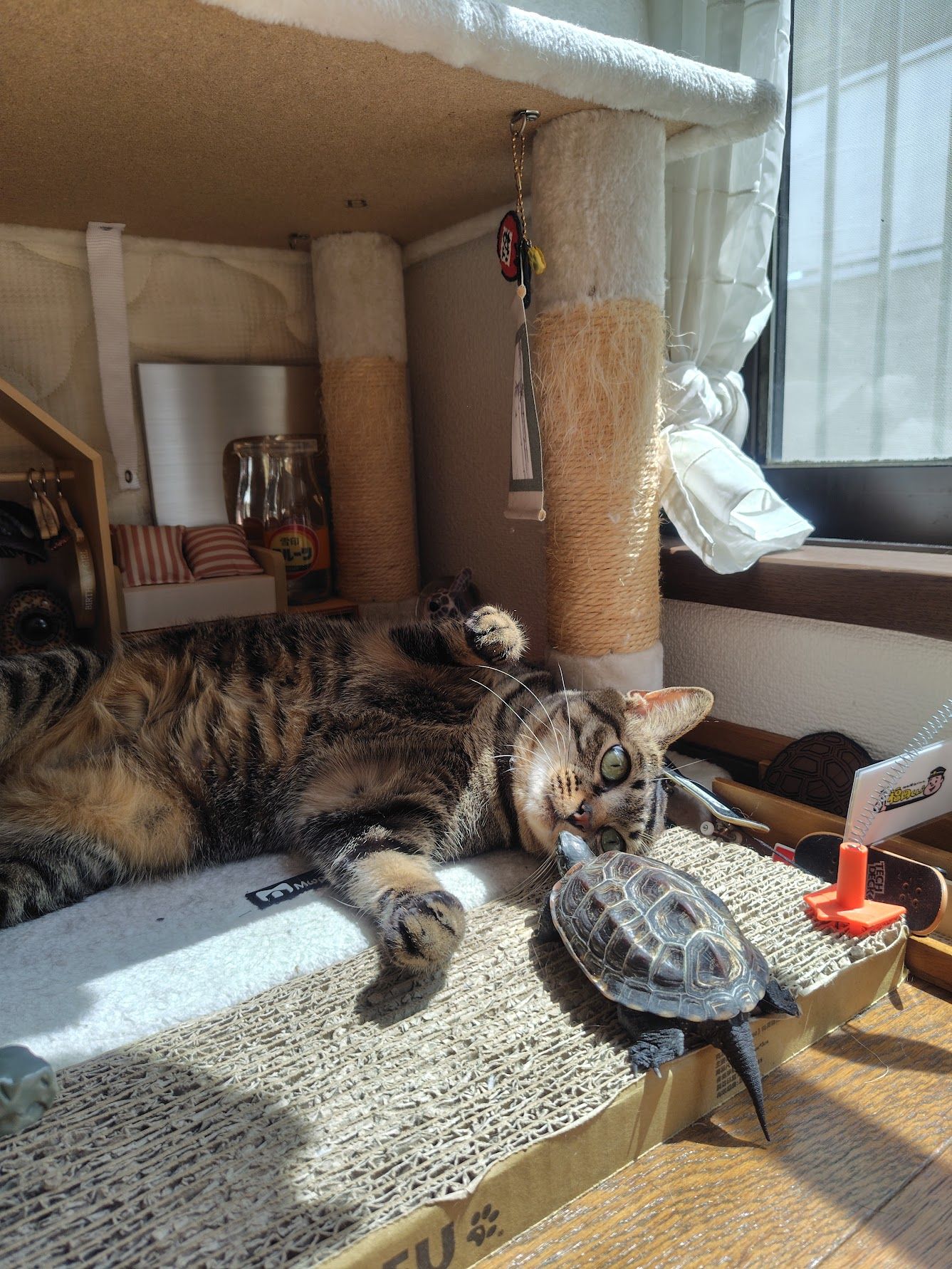 （写真提供：あめちさん）