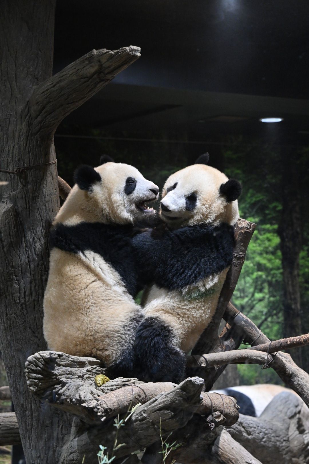 シャオシャオ、レイレイ。2023年1月2日撮影（写真：高氏さん提供）