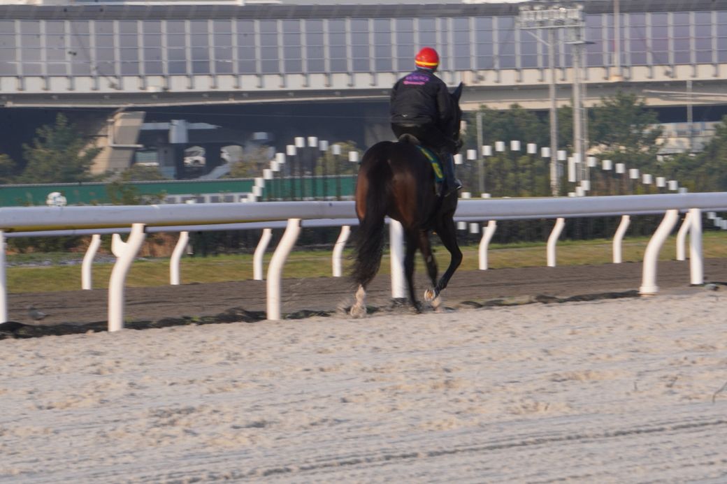 志賀さんの“推し馬”プラウドフレールの筋肉隆々なお尻（写真：本人提供）