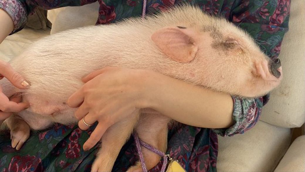 しおりさんに抱っこされ、安心してうたた寝するおもちくん（写真提供：しおりさん）