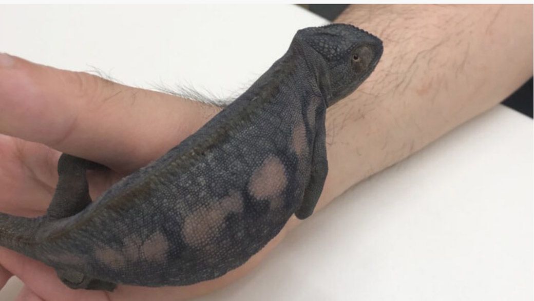 病院に連れて行くと、緊張で真っ黒に変化（写真提供：山村さん）