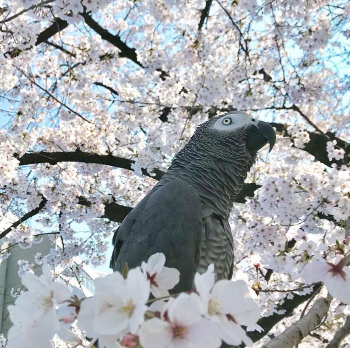 キクノスケくんはいま10歳。50歳まで生きれば、カマタさんは80歳になる（写真提供：カマタさん）