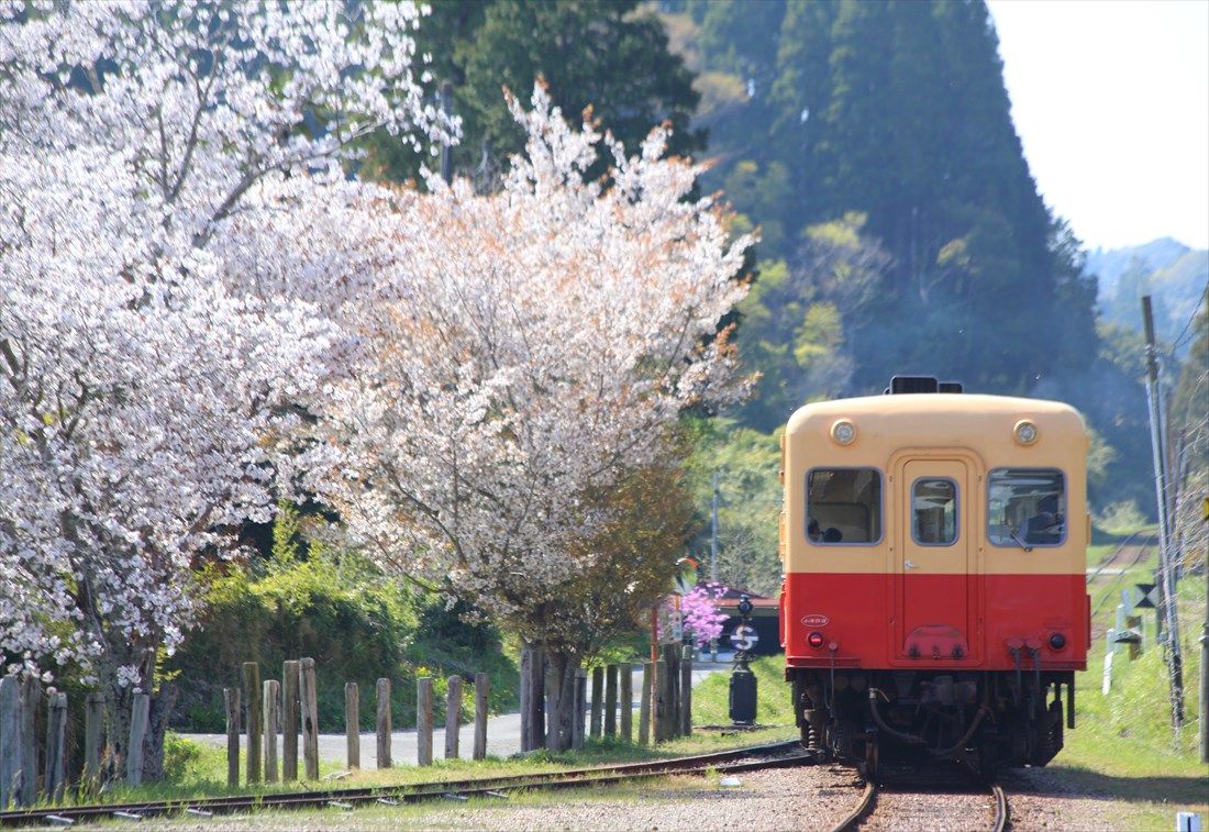 春の上総中野付近を走る小湊鉄道キハ200形（撮影：南正時）