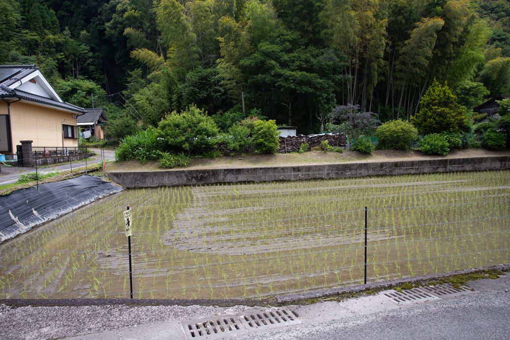 田んぼ（筆者撮影）