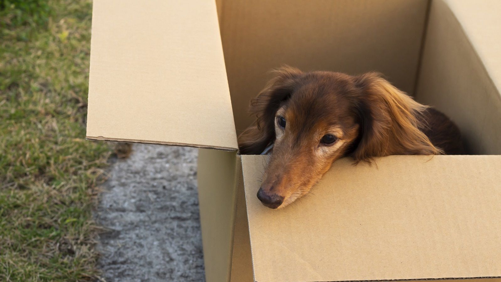 中国｢ペット福袋事件｣に見た深刻な動物虐待 宅配の荷物から約160匹の犬と猫が発見された | 中国･台湾 | 東洋経済オンライン